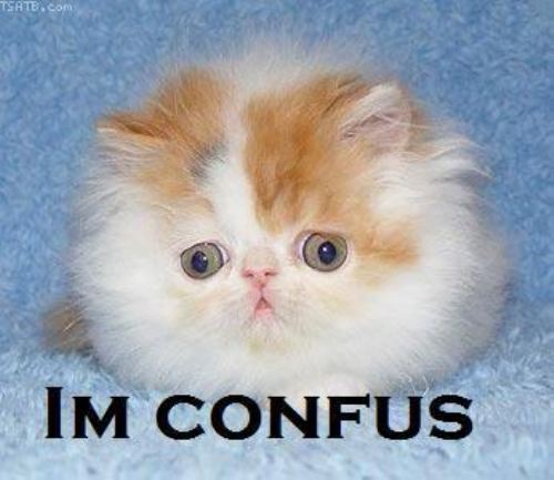 confused-cat-7-im-confus